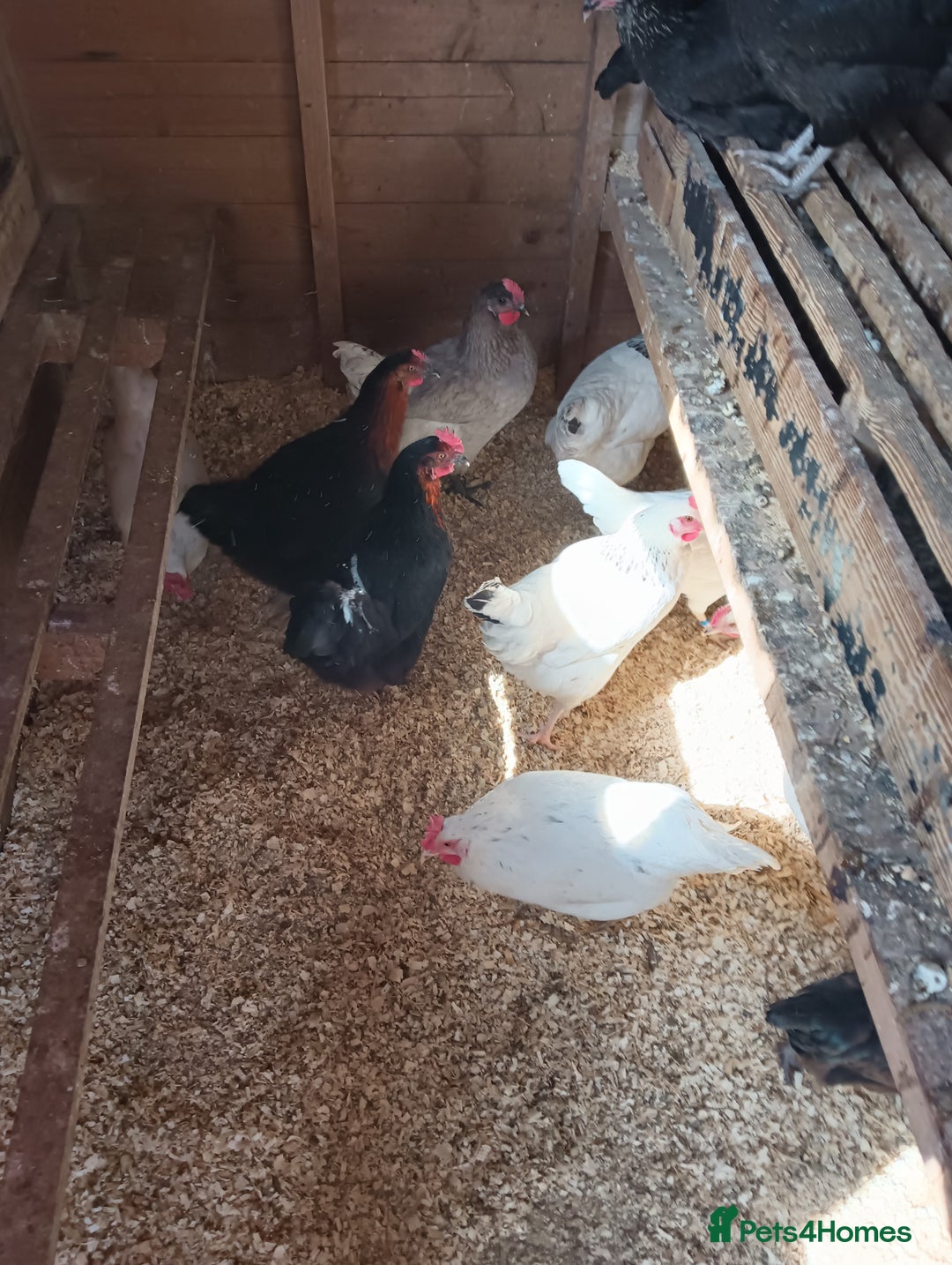 Chickens poultry for sale: POL Hybred Pullets  - Image 2