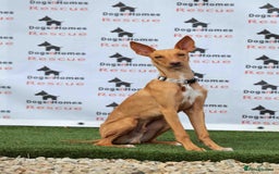 Mixed Breed dogs for adoption: Fabulous Flynn - Image 3