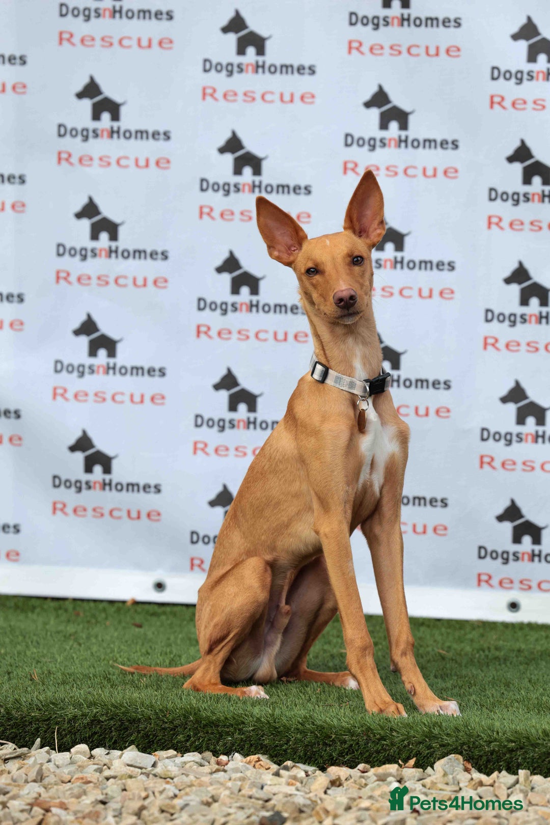 Mixed Breed dogs for adoption: Fabulous Flynn - Image 3