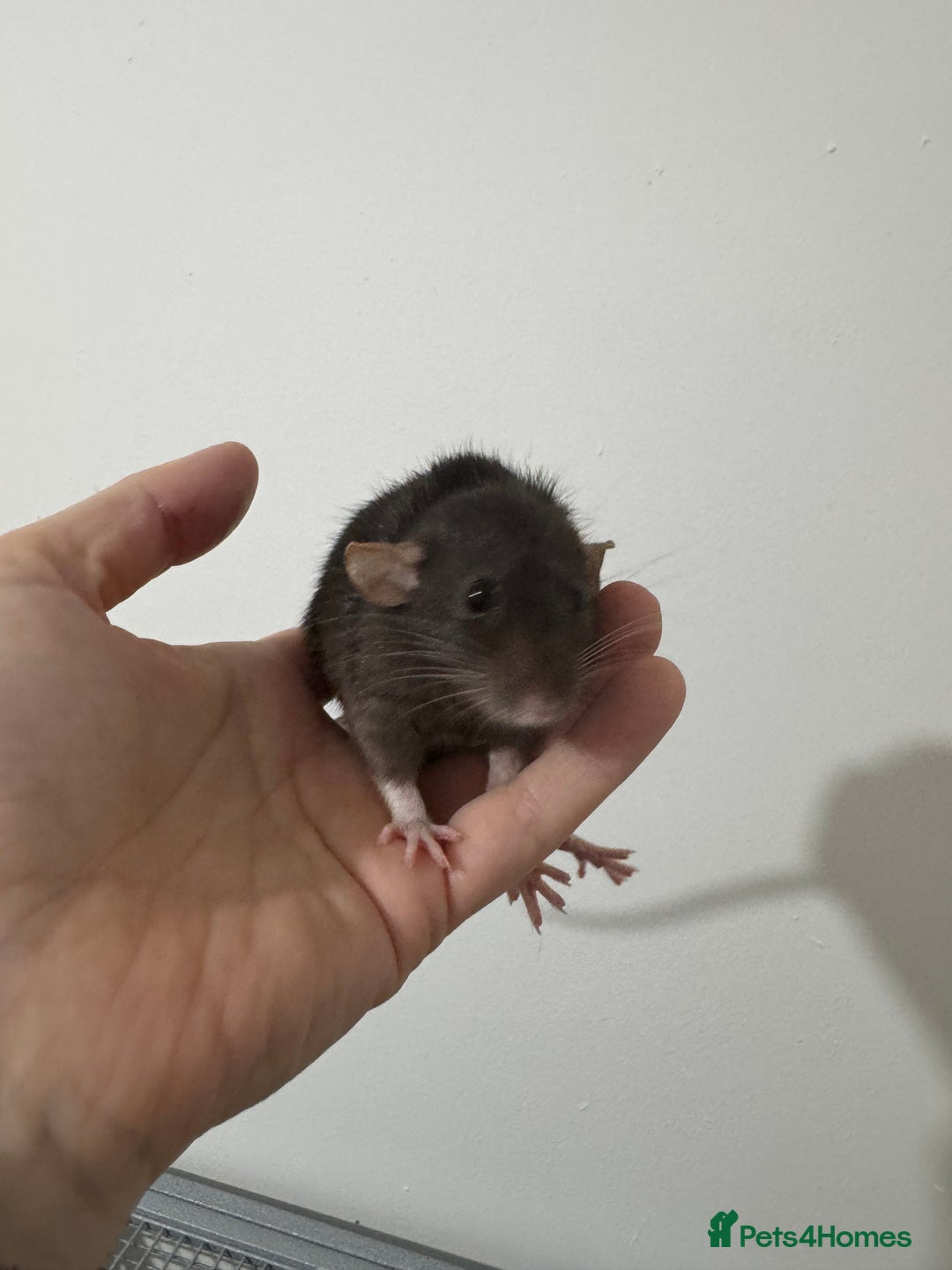 Rat rodents for sale: Baby rats dwarf and nude - Advert 6