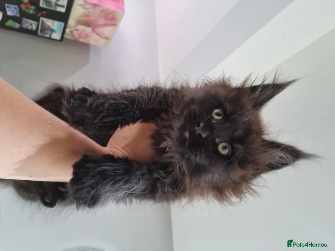 Maine Coon cats for stud: Proven Champion bloodlines stud in Doncaster - Advert 13