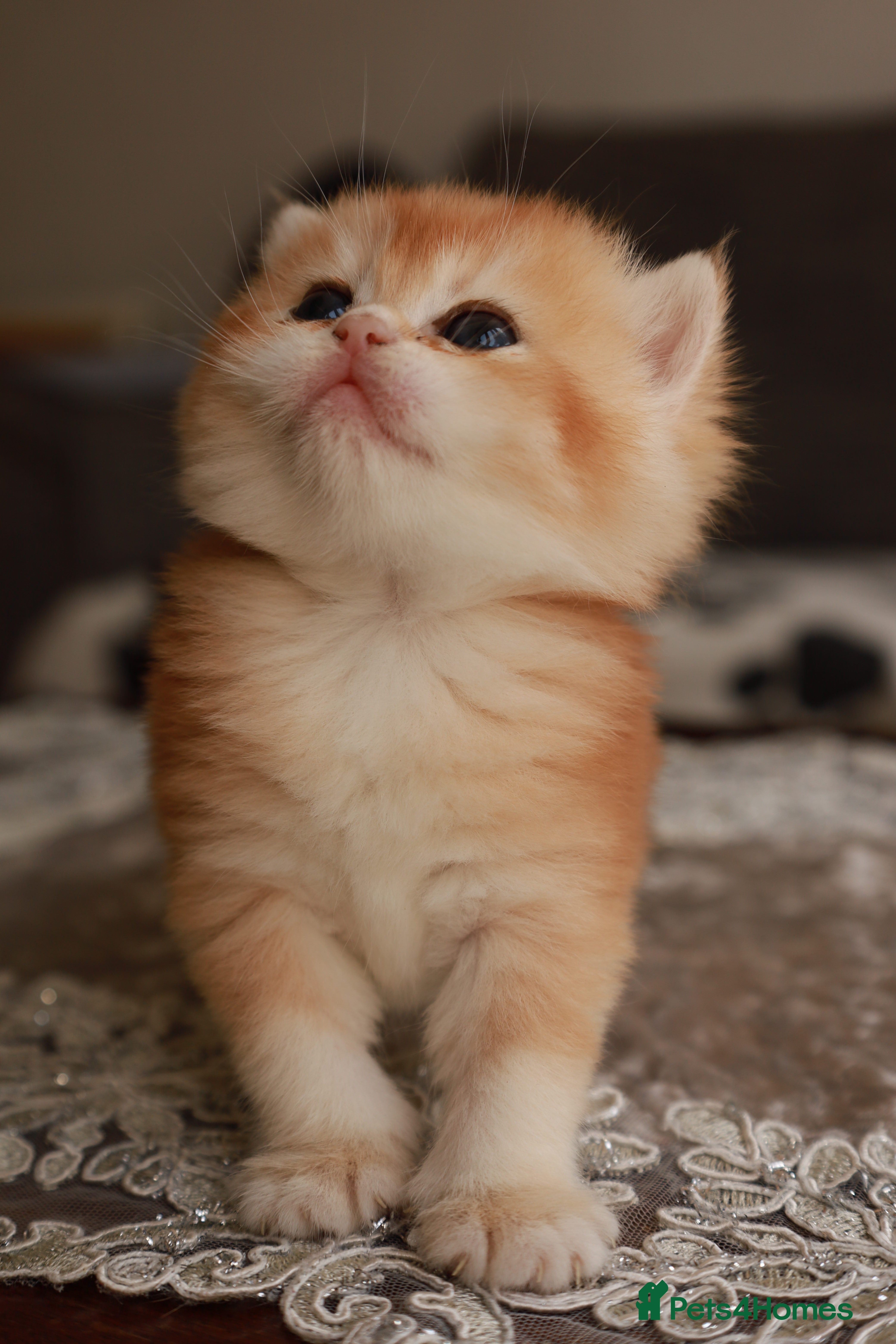 British Longhair cats chocolate gold N12.TICA reg  - Advert 9