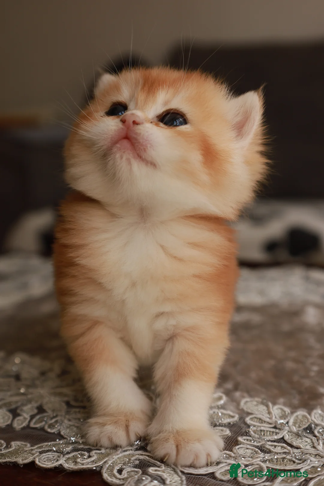 British Longhair cats for sale: chocolate gold N12.TICA reg  - Advert 1