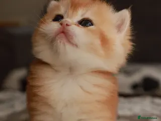 British Longhair cats chocolate gold N12.TICA reg - Advert 4