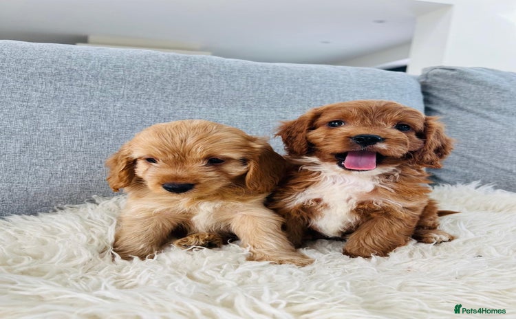 Cockapoo dogs - Advert 1