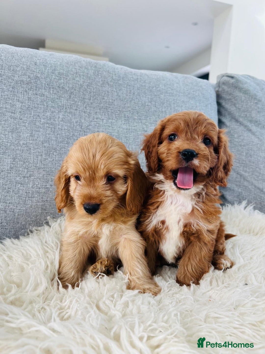 Cockapoo dogs for sale: Beautiful F1 Red/Golden Cockapoo Puppies - Image 1