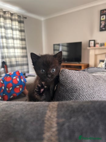 Domestic Shorthair cats - Advert 1