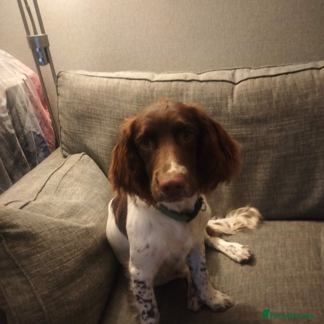 English Springer Spaniel dogs for sale: Springer Spaniel Male for sale - Image 1