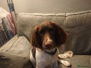 English Springer Spaniel dogs for sale - Advert 1