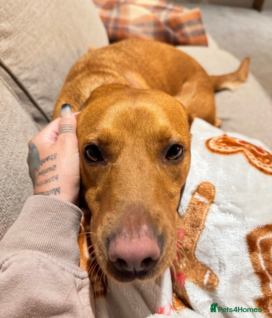 Labrador Retriever dogs for sale: Beautiful fox red lab 18 months old - Advert 5