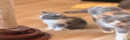 British Shorthair cats for sale:  Beautiful British Shorthair Kittens ✨🐾 - Advert 5