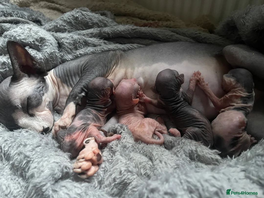 Sphynx cats for sale: Beautiful sphynx kittens - Advert 1