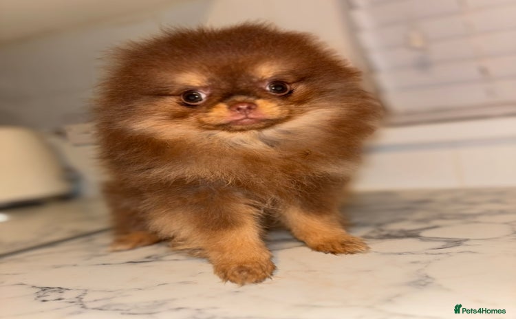 Pomeranian dogs Miniature Female  **  Pomeranian ‼️💗 - Advert 9