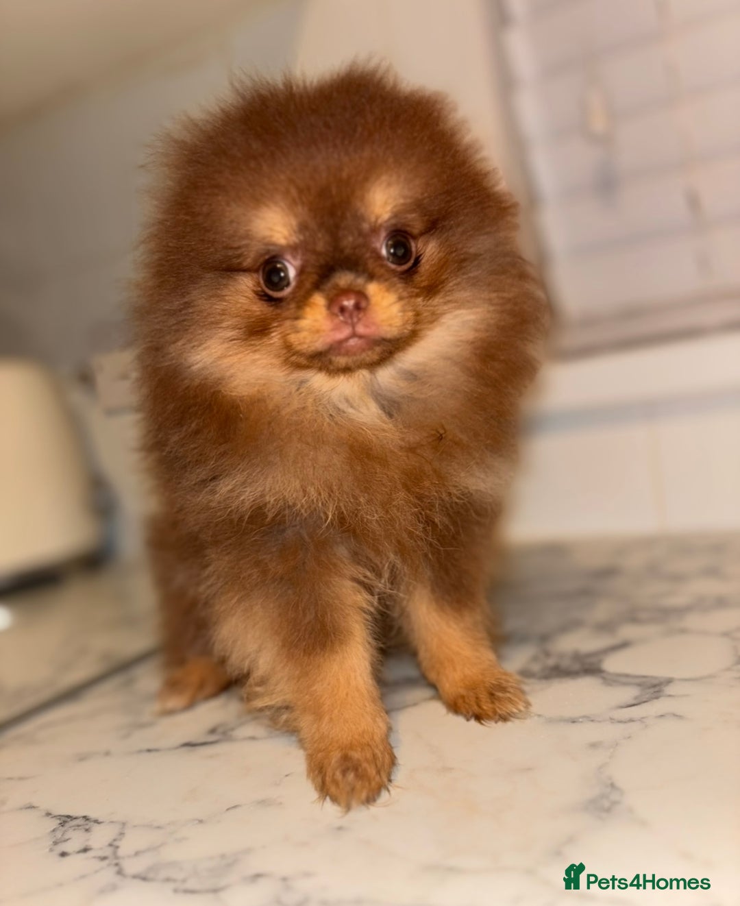 Pomeranian dogs for sale: Miniature Female  **  Pomeranian ‼️💗 - Advert 1