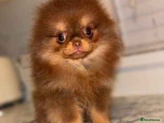 Pomeranian dogs Miniature Female ** Pomeranian ‼️💗 - Advert 1