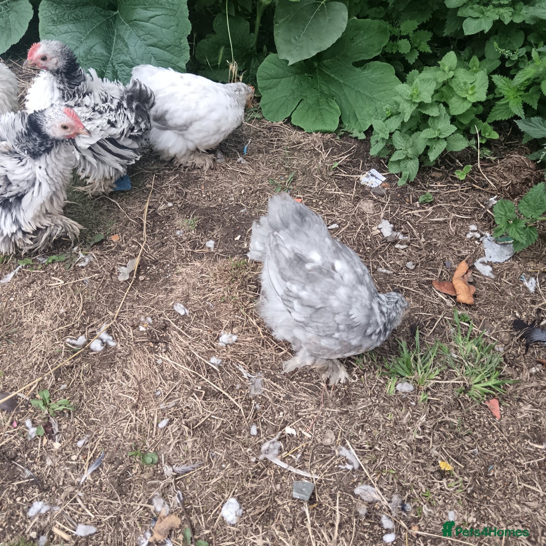 Chickens poultry for sale: £25 each for a fancy chicks - Image 11