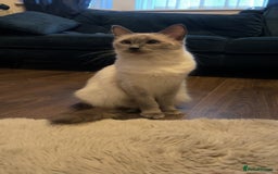 Ragdoll cats for sale: Beautiful kittens  - Image 8