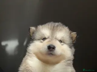 Alaskan Malamute dogs 3 boys left! Long haired Alaskan Malamutes - Advert 4