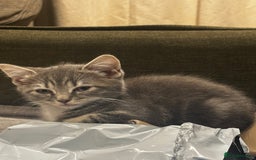 British Shorthair cats for sale: Charming British Shorthair-Siberian Mix kitten - Image 3