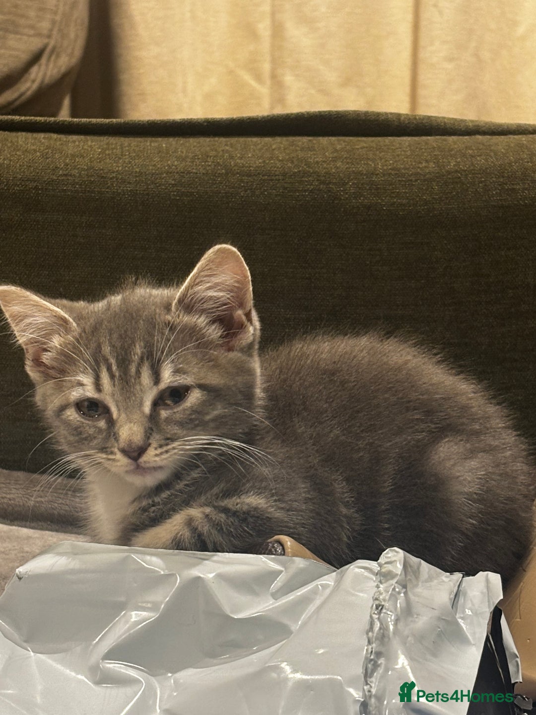 British Shorthair cats for sale: Charming British Shorthair-Siberian Mix kitten - Image 3