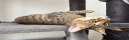Savannah cats for sale: Beautiful F5 Savannah Kitten Squealer - Advert 6