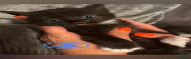 British Longhair 5