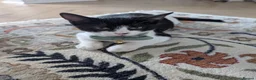 Mixed Breed cats for sale: 2 males kittens for sale in Caerphilly - Advert 2