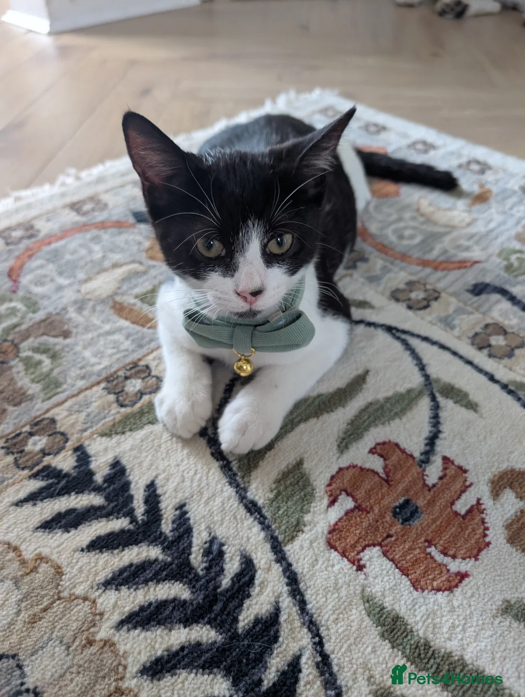 Mixed Breed cats for sale: 2 males kittens for sale in Caerphilly - Advert 2
