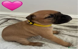 Mixed Breed dogs for sale: Beautiful Presa Mix Pups  - Image 5