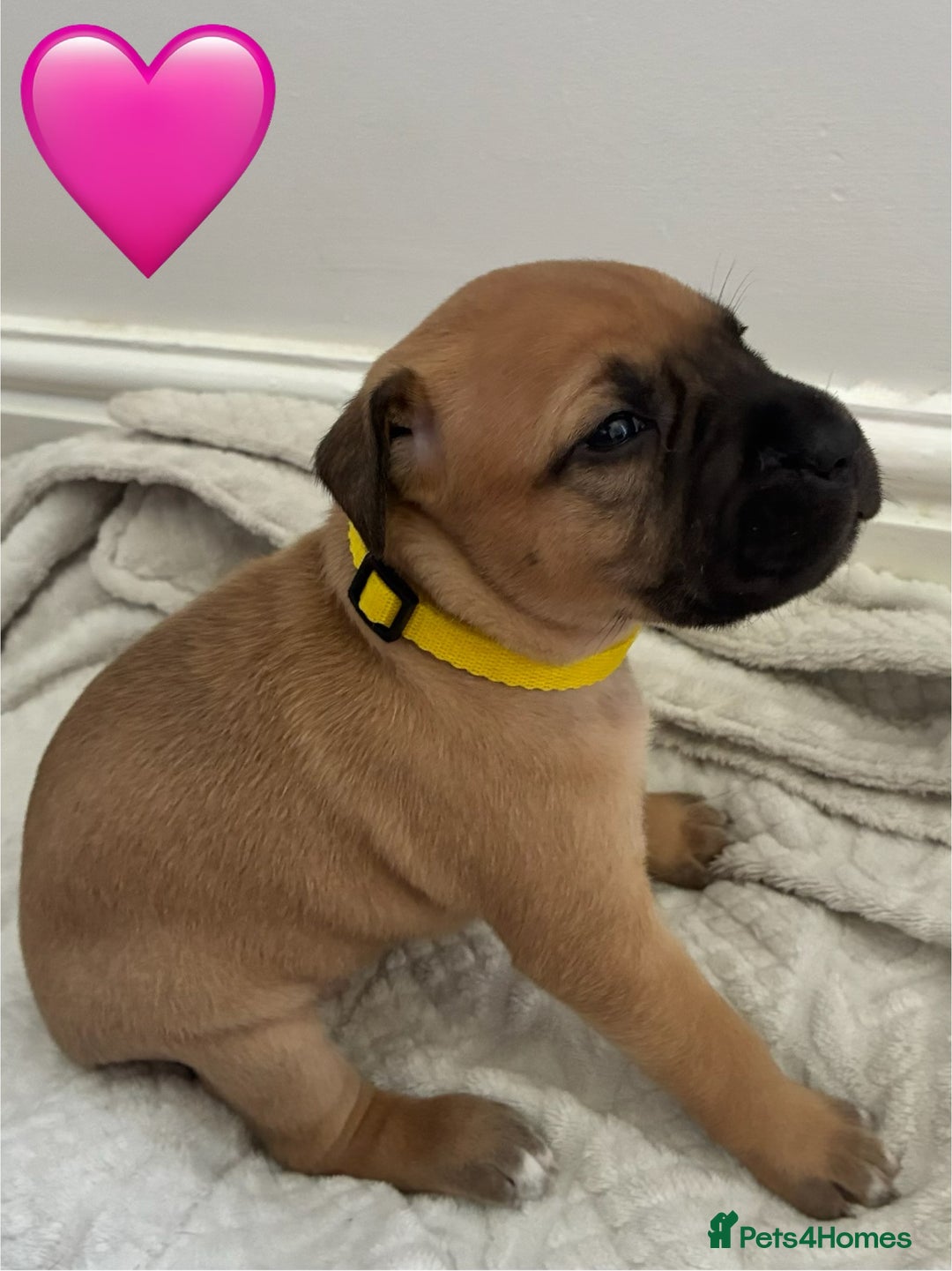 Mixed Breed dogs for sale: Beautiful Presa Mix Pups  - Image 5