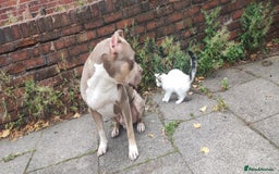 Mixed Breed dogs for sale: Caine corso/ American bully 10 weeks - Advert 33