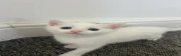 Turkish Van cats for sale: Beautiful Turkish van kittens for sale.  - Advert 8