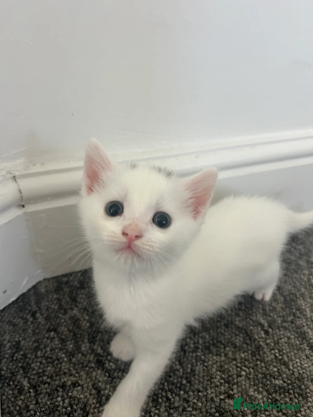 Turkish Van cats for sale: Beautiful Turkish van kittens for sale.  - Advert 2