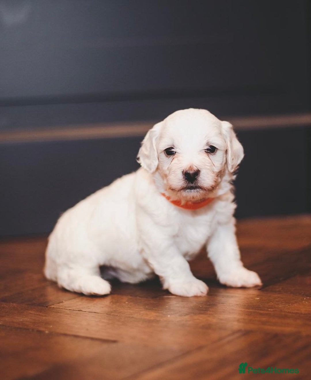 Maltipoo dogs for sale: BEST IN CLASS - F2 MALTIPOO PUPPIES - Advert 9