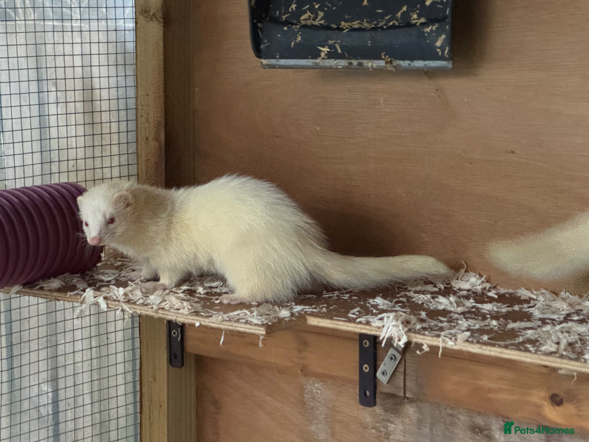 Ferret rodents Ferret kits due  - Advert 6