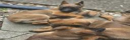Mixed Breed dogs for sale: German Shepherd x in Sunderland - Advert 7