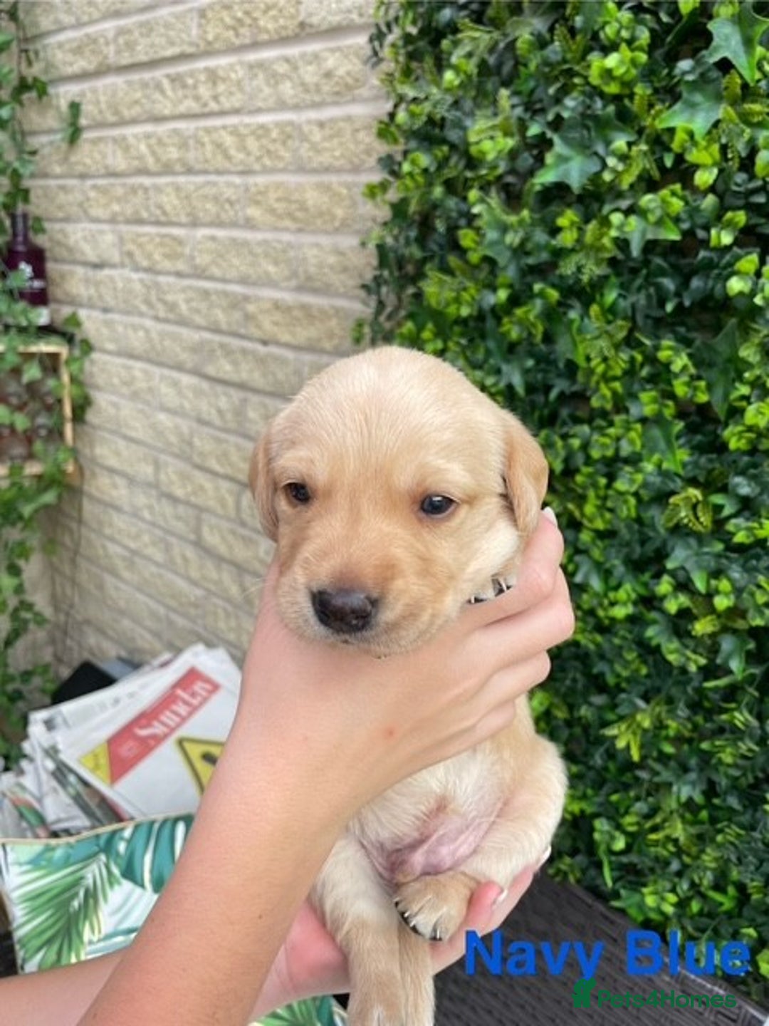 Labrador Retriever dogs for sale: Gorgeous Labrador Puppies for Sale  - Image 5