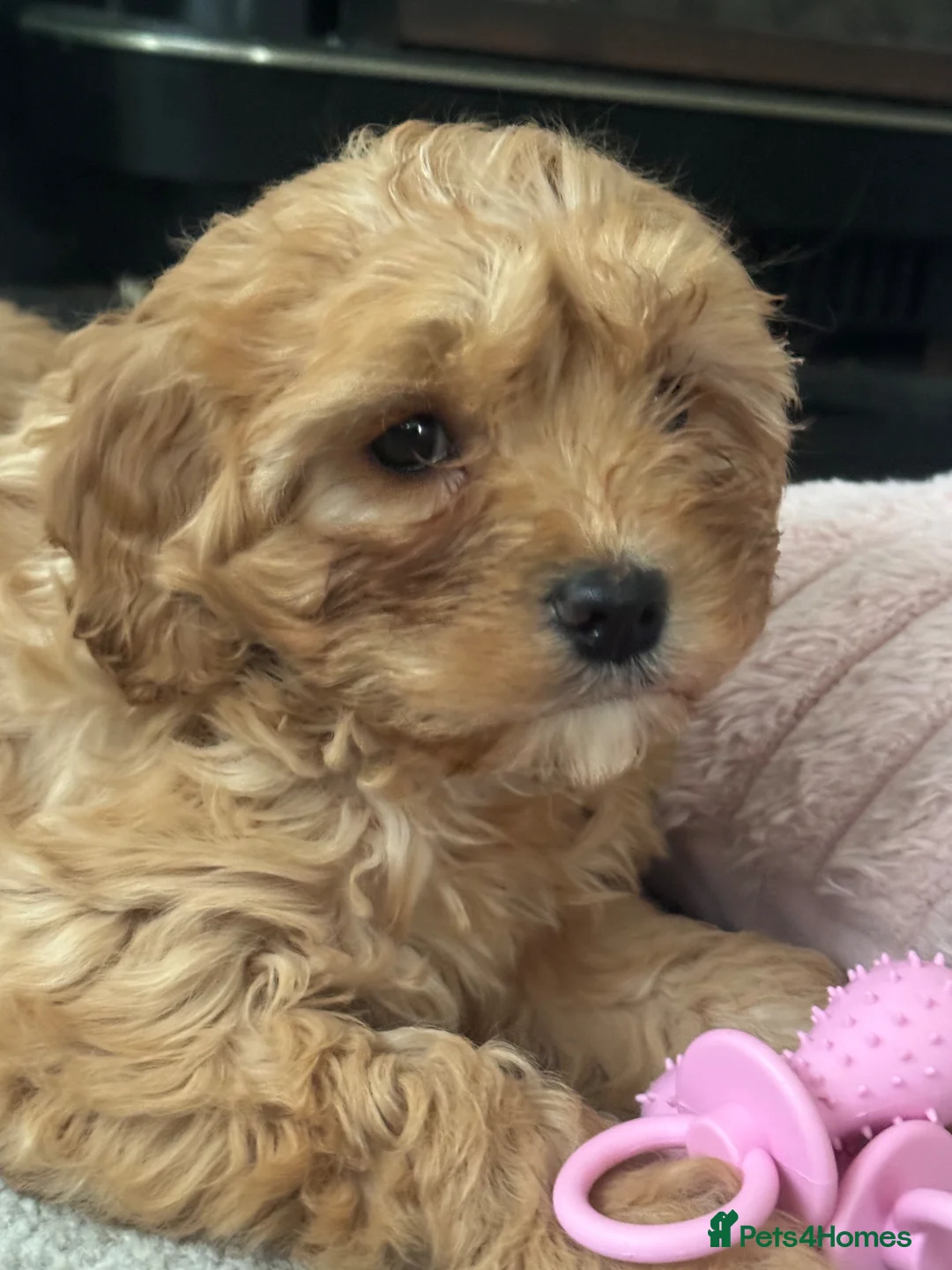 Cavapoo dogs for sale: Girl Cavapoo  - Advert 2