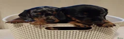 Miniature Dachshund dogs for sale: 💜 miniature dachshunds 💝 in Preston - Advert 7