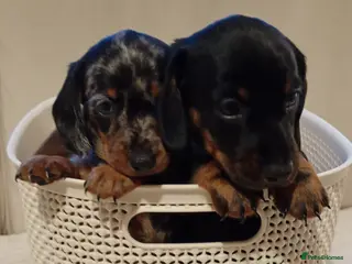 Miniature Dachshund dogs 💜 miniature dachshunds 💝 - Advert 1