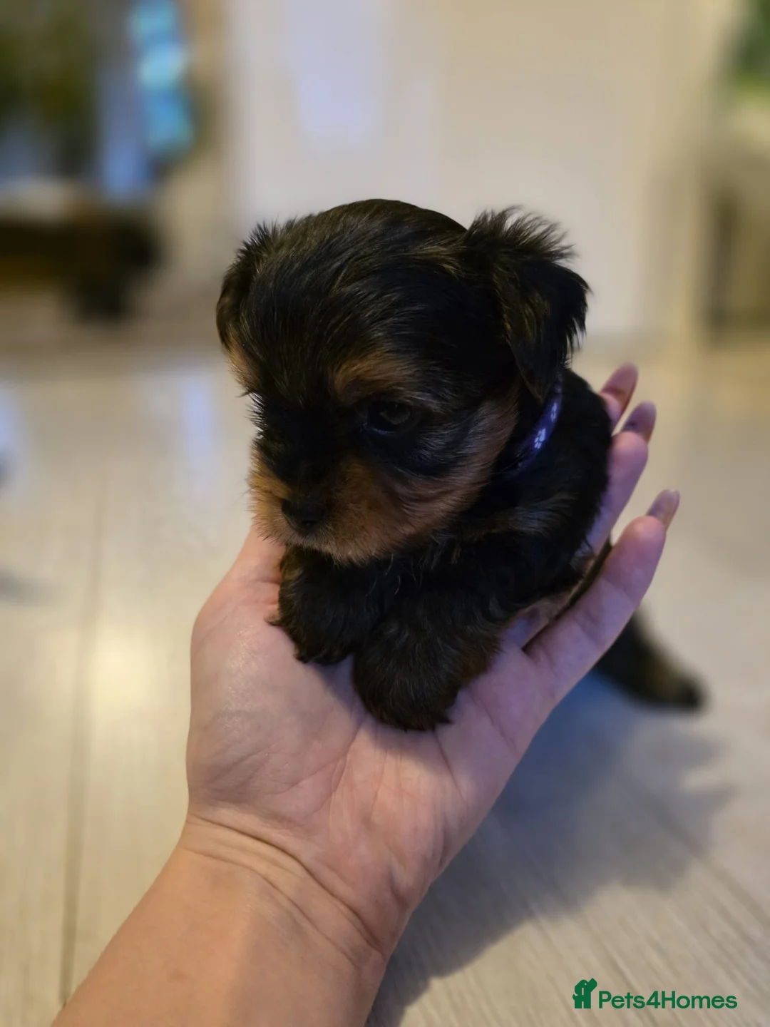 Yorkshire Terrier dogs for sale: Yorkshire terrier puppies  - Advert 8