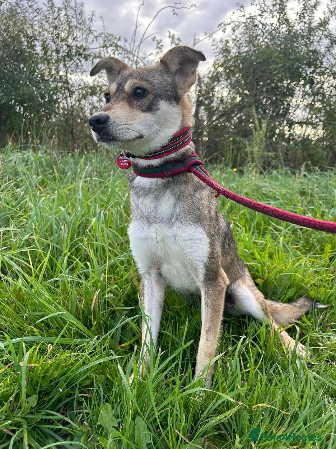 Mixed Breed dogs for adoption: Fizz - Norwich Norfolk  in Norwich - Advert 9