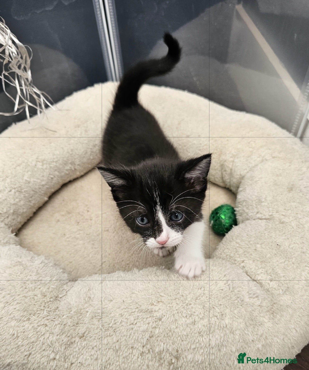 Mixed Breed cats Adorabile kittens boys for sale  - Advert 2