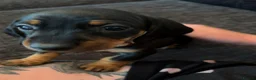 Dachshund dogs for sale: Dachshund puppies ready to go - Advert 14