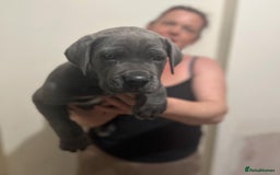 Cane Corso dogs for sale: Male cane corso - Image 4