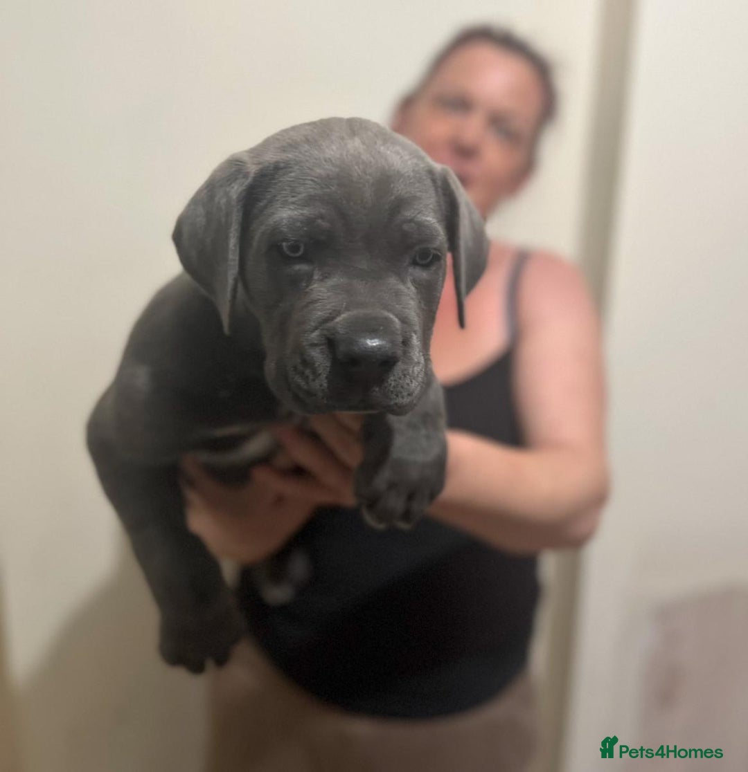 Cane Corso dogs for sale: Male cane corso - Image 4