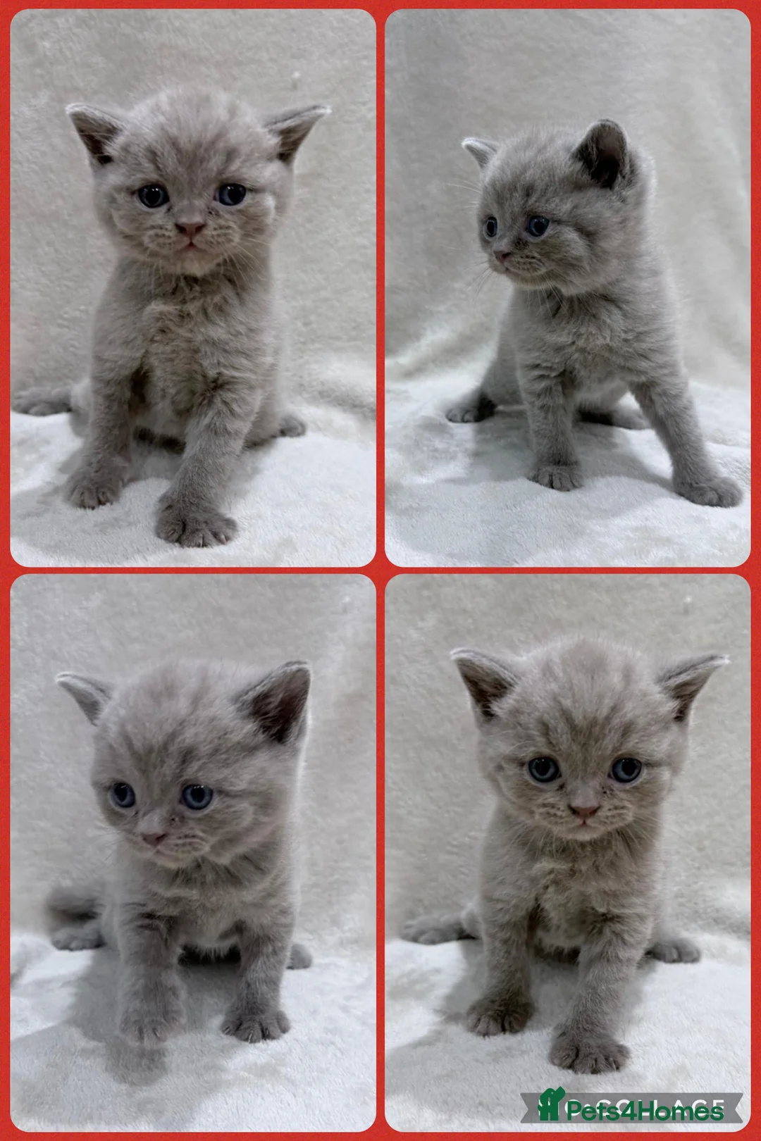 British Shorthair cats for sale: Lilac British Shorthair Kittens - Advert 6