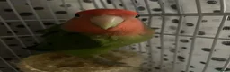 Lovebirds birds for sale: Beautiful baby lovebird male  - Advert 7