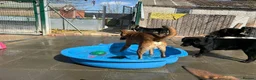 Mixed Breed dogs for adoption: Toffee - Norwich Norfolk  in Norwich - Advert 18