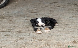 Border Collie dogs for sale: Border Collie puppies  - Image 10
